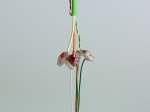 Kabel Tree (200m)